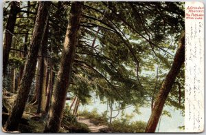 1906 Adirondacks Mountains The Path Along Mirror Lake New York Posted Postcard