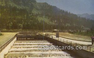 Bradford Island Fish Ladder - Bonneville Dam, Idaho ID  