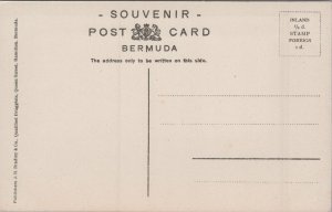 Bermuda Outerbridges Lily Field Vintage Postcard C279