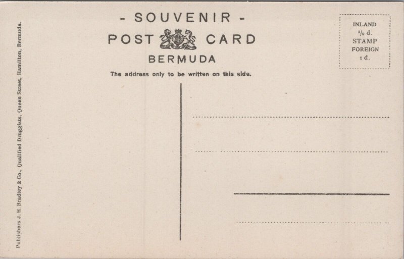 Bermuda Outerbridges Lily Field Vintage Postcard C279