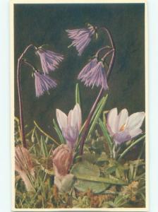 Very Old Foreign Postcard BEAUTIFUL FLOWERS SCENE AA4763