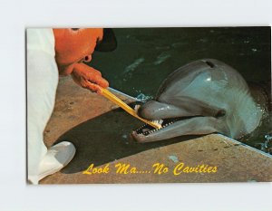 Postcard Look Ma..... No Cavities, Florida