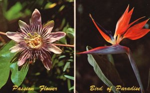 Vintage Postcard Passion Flower & Bird of Paradise Florida Tropical Plants FL