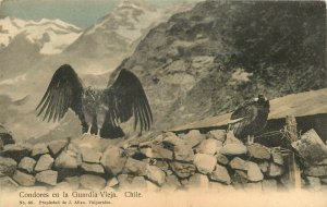 c1910 Postcard; Andean Condores en la Guardia Vieja, Chile, Unposted