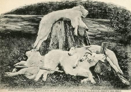 AK - White Pass, Mountain Goats Killed at the Summit - September 20, 1904