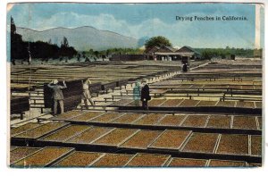 Drying Peaches in California