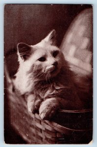 St. Paul Minnesota MN Postcard Cute Cat Kitten In Basket c1910's Posted Antique