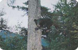 Black Bear Up a Tree - Central Adirondacks, New York