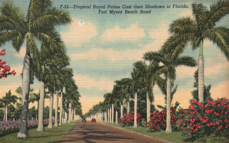 Vintage Postcard 1958 Tropical Royal Palms Cast Their Shadows Fort Myers Florida