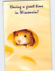 Postcard Mouse in a Cheese Having a Great Time in Wisconsin USA