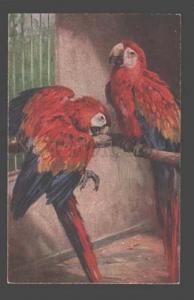 091581 Colorful PARROTS in Zoo by SCHMIDT vintage PC