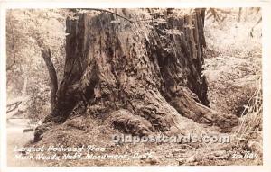 Largest Redwood Tree Muir Woods National Monument, California, USA Logging, T...