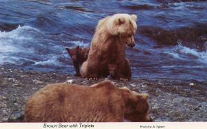 Brown Bear with Triplets