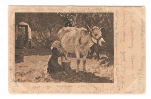 The White Cow Julien Dupre Raphael Tuck Art Postcard UDB 1905 Flag Cancel