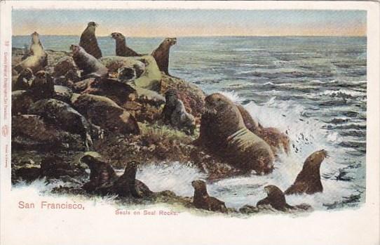 Seals On Seal Rocks San Francisco California