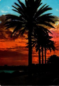 France Nice Coucher de Soleil Night Scene 1979