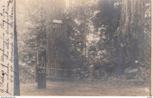 RP; TACOMA , Washington , 1905 ; Big Fir Tree