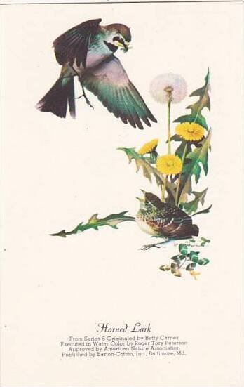 Horned Lark Drawn From Nature & Published by John J Audubon