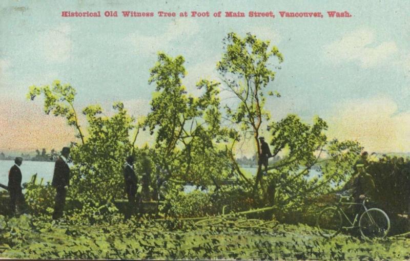 Old Witness Tree Main Street Vancouver Wash WA c1909 Antique Postcard E10