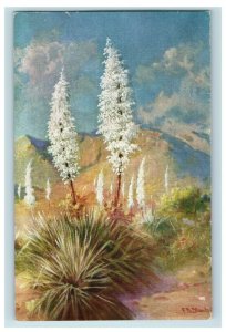 c. 1930 Yucca In Bloom California Frank B. Standish Postcard P31 