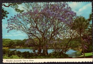 Jacaranda Tree,FL BIN