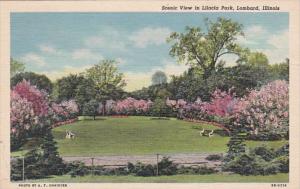 Illinois Lombard Scenic View In Lilacia Park 1950 Curteich