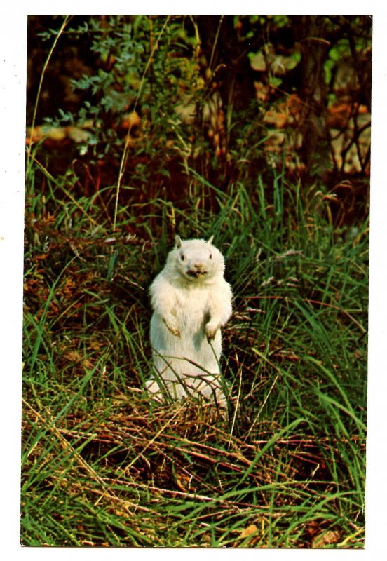 Albino Woodchuck