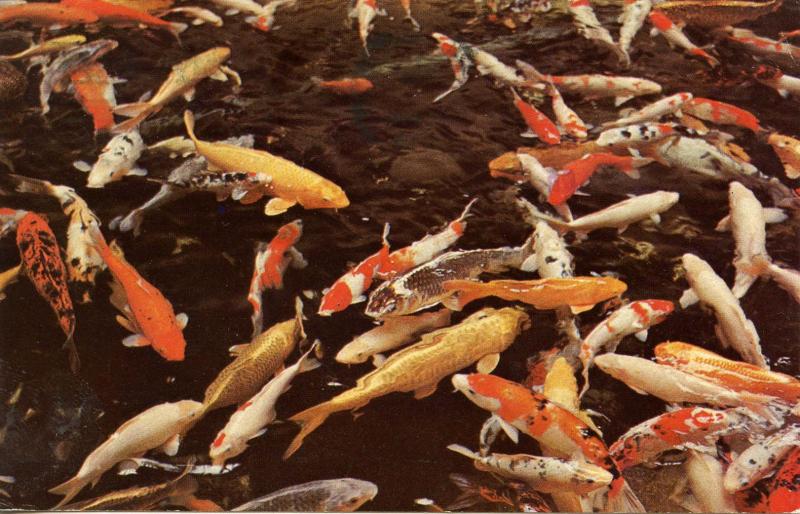 Fish - Colorful Carp from Hawaii