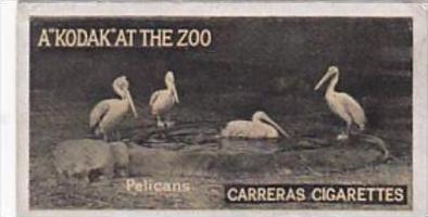 Carreras Cigarette Card Kodak At Zoo 1st Series No 28 Pelicans