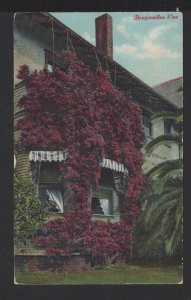 California Bouganvillea Vine Flower Home Pub Newman Post Card Co pm 19 ~ DB