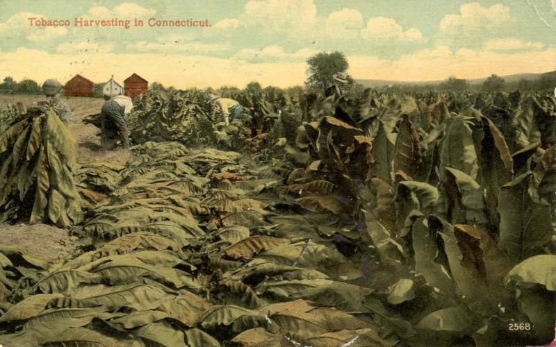 CT - Tobacco Harvesting