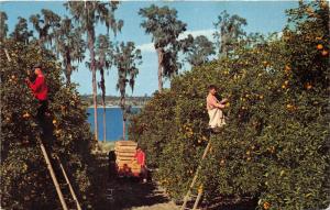 Florida~Farmers Picking Oranges in Citrus Grove~1972 Postcard