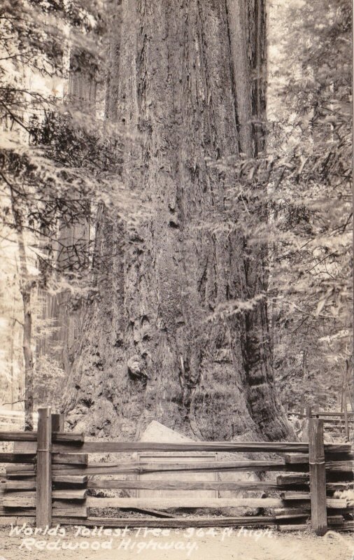 California Redwood Highway World's Tallest Tree Real Photo sk1614