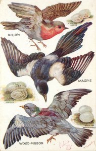 Tuck Postcard Birds on the Wing Series 1 Robin Magpie Wood Pigeon 3324 Bowley