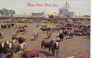 Cattle On A Huge Iowa Feed Lot