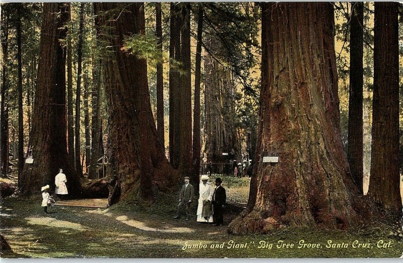 C.1910 Jumbo And Giant, Big Tree Grove, Santa Cruz, CA Postcard P125