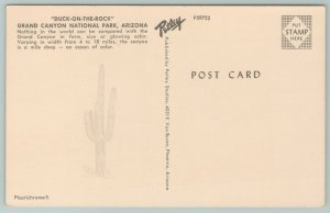 Arizona~~Vintage Postcard