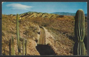 Arizona - Highway Through The Giant Saguaros - [AZ-193]