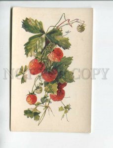 471811 KLEIN Charming Sweet Strawberry Vintage postcard RUSSIA