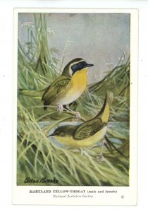Birds - Maryland Yellow-Throat  (Male & Female)