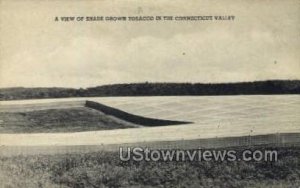 Shade Grown Tabacco - Connecticut Valley , Connecticut CT