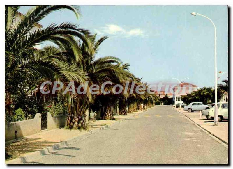 Modern Postcard La Cote Vermeille Saint Cyprien Vile One Palms allee