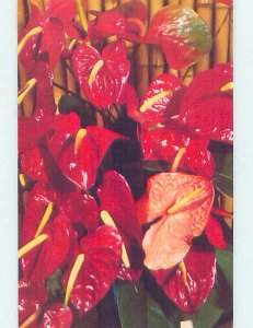 Pre-1980 BEAUTIFUL RED FLOWERS State Of Hawaii HI AD3768