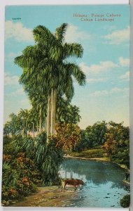 Habana Paisje Cubano Cuban Landscape Postcard J2