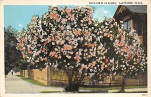 Oleanders In Bloom - Galveston, Texas TX  