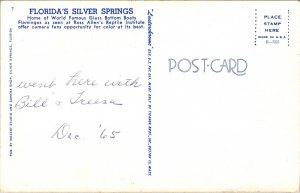 Florida Silver Springs Flamingos Ross Allen Repitle Institute FL Postcard VTG  