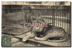 Old Postcard Felin Paris Zoo Lion