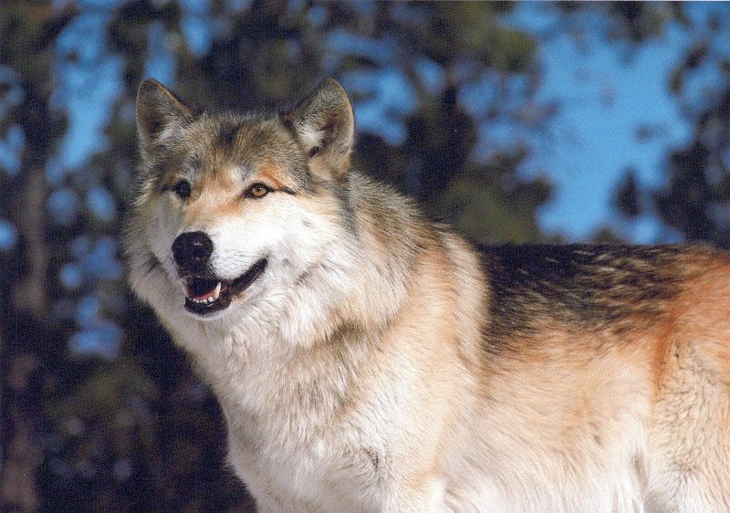 VINTAGE POSTCARD CONTINENTAL SIZE GRAY WOLF ENDANGEREDS SPECIES