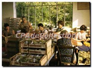 Postcard Modern Tarn et Garonne Moissac Chasselas