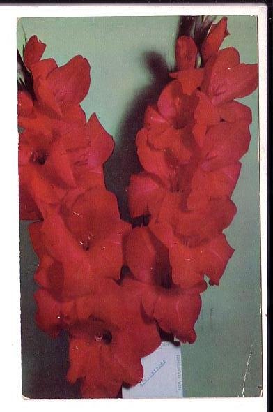 Photo 1952, Gladiolus, Mid American Variety, Used Newbury, Massachusetts,  1961